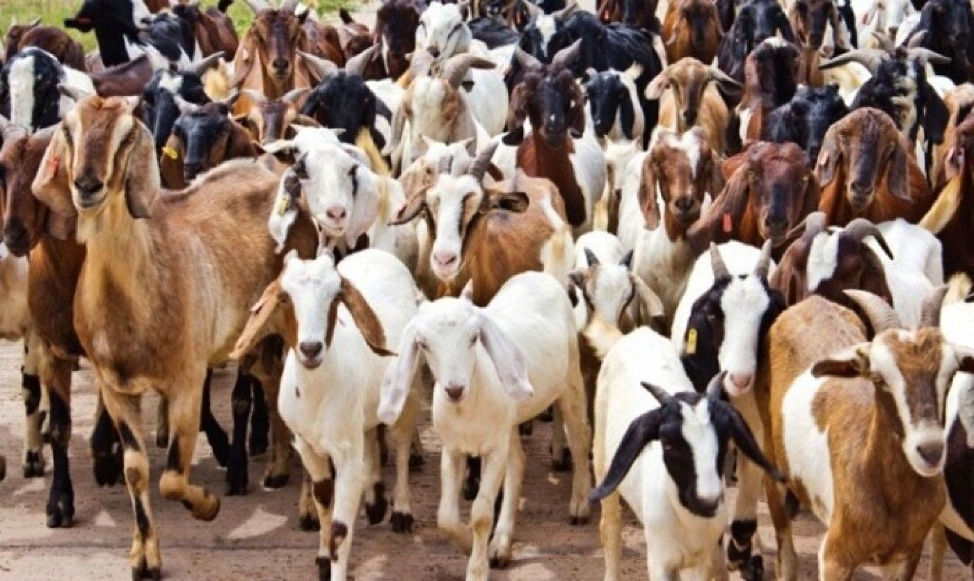 खसी बोकाबाट मात्रै तीन अर्ब २४ करोड पुँजी कर्णाली भित्रियो